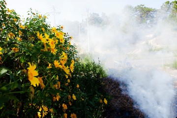 Bush of wild sunflower bloom in yellow, colorful scene in smoke at Da Lat, Vietnam