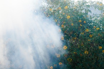 Fototapeta na wymiar Bush of wild sunflower bloom in yellow, colorful scene in smoke at Da Lat, Vietnam