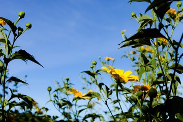 Bush of wild sunflower bloom in yellow, colorful scene in Da Lat, Vietnam