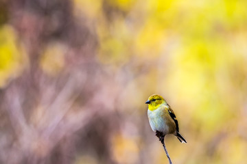 American Goldfinch