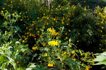 Bush of wild sunflower bloom in yellow, colorful scene in Da Lat, Vietnam