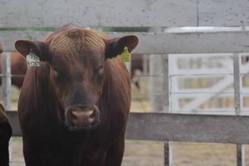 Toro 
