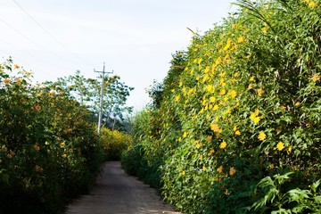 Vietnamese countryside with wild sunflower bloom in yellow along street, Dalat is city for travel, with beauty landscape, beauty village, wild flower