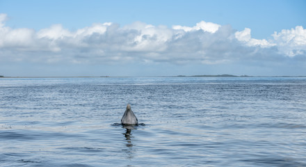 Fototapeta premium Wild Atlantic Bottlenose Dolphin Tursiops Truncatus Sticking His Head Out of the Water Looking at the Camera in the Intercoastal Waterway in Savannah Georgia