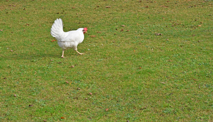 .white rooster walks in the grass in search of food.