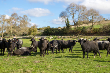 Naklejka na ściany i meble Herd of Bubalus bubalis (Water buffalo) grazing