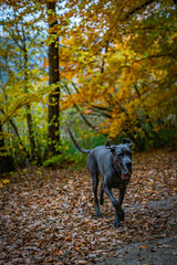 Greatdane in the forest © Ben.Photoholic