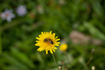 bee on a dandelion