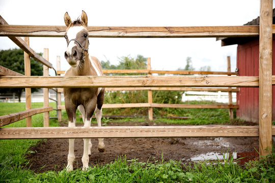 Horse standing by fence