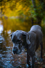 Greatdane in the forest © Ben.Photoholic