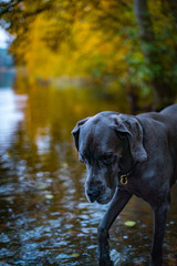 Greatdane in the forest © Ben.Photoholic