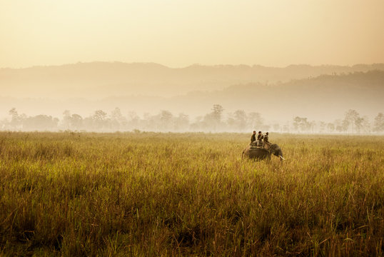 Men sitting on elephant at field during sunset
