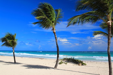 View of lonely palm trees and white sand beach in Punta Cana, Dominican Republic.