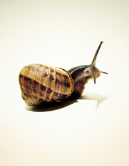 Snail against white background © Cavan for Adobe