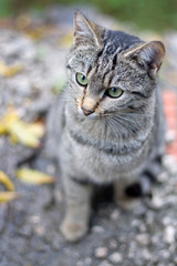 Young brown tabby cat sitting in the garden, curiously looking aroung. Seleective focus.