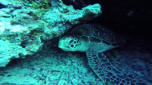 慶良間諸島 阿嘉島 アオウミガメ動画 GoPro