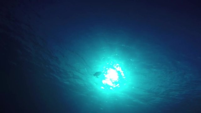 慶良間諸島 阿嘉島 アオウミガメ動画 GoPro