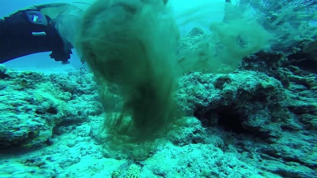 慶良間諸島 阿嘉島 墨を吐くタコ GoPro
