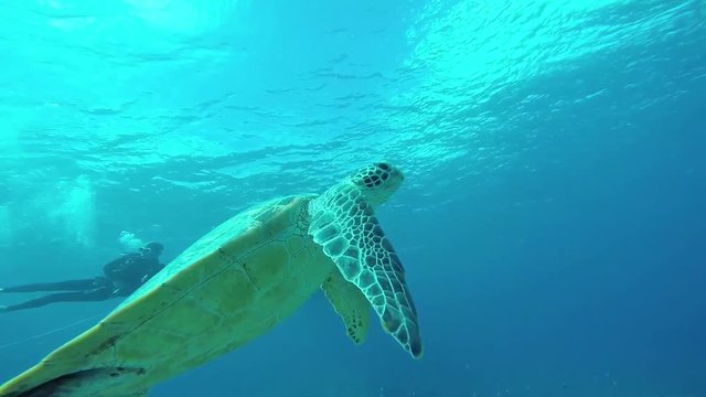 慶良間諸島 阿嘉島 アオウミガメ動画 GoPro