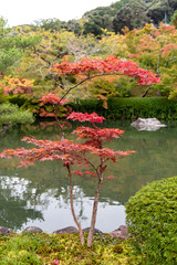 京都永観堂の紅葉