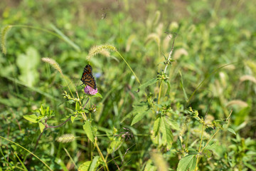 Spring monarch