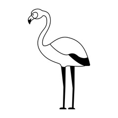 exotic flamingo bird leaves tropical