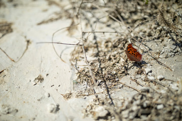 butterfly on sandlot