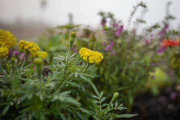 Obraz premium yellow flower in the garden