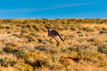 Kangaroo bounding through the Australian outback in far north New South Wales..