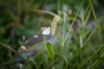 white butterfly