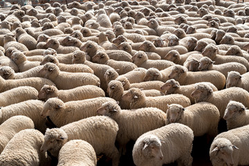 Large group of sheep in holding pen outside shearing shed in Australia.