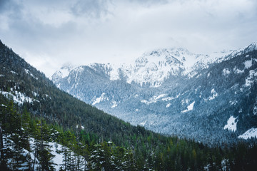 Fototapeta premium Garibaldi