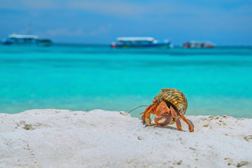 Crabs on the white sand beach.Traveling by the sea.Holidays in the summer.Beautiful sea of Thailand.Summer sea travel.Summer beach travel.