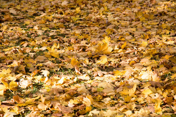 Fall Walk