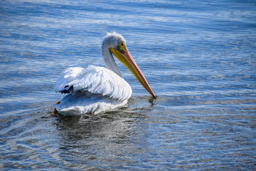 Swimming White Pelican