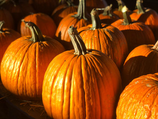 Pumpkins in warm late afternoon sun