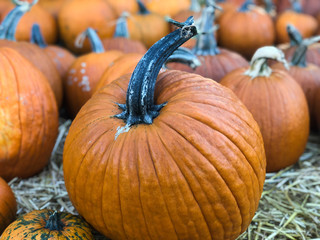 The pumpkin which stands apart from the crowd