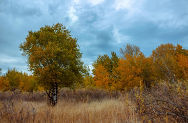 trees in autumn