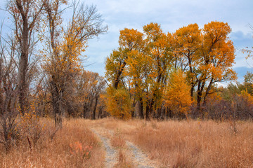 trees in autumn