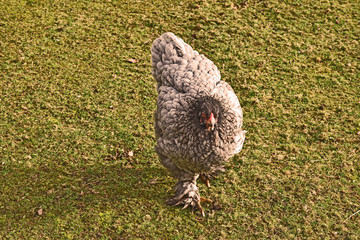 grey, black chicken in grass this is a large breed.