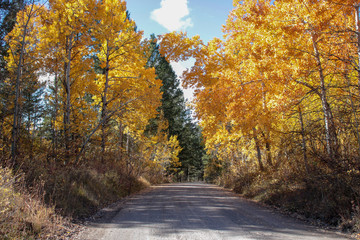 Obraz premium road in autumn