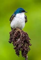 tree swallow,Tachycineta bicolor is a migratory bird of the family Hirundinidae.