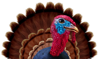Thanksgiving Turkey Feathers