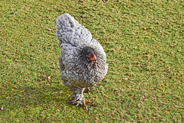 grey, black chicken in grass this is a large breed.