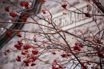 red berries brick building