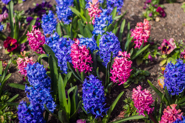 pink and purple flowers