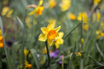 daffodils in the garden
