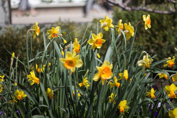 Fototapeta premium daffodils in the garden