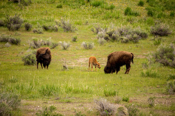 Buffalo Family, Yellowstone Park