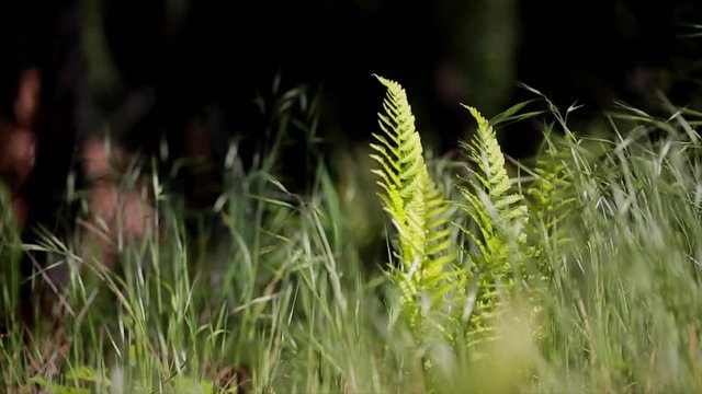 Sunlit Grass & Ferns 